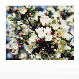 Дозор