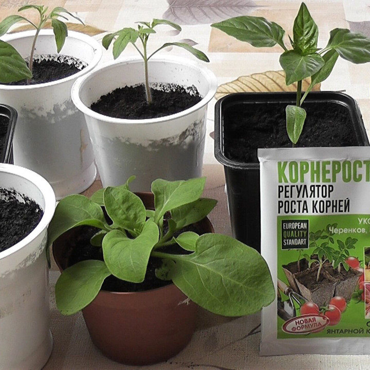 КОРНЕРОСТ