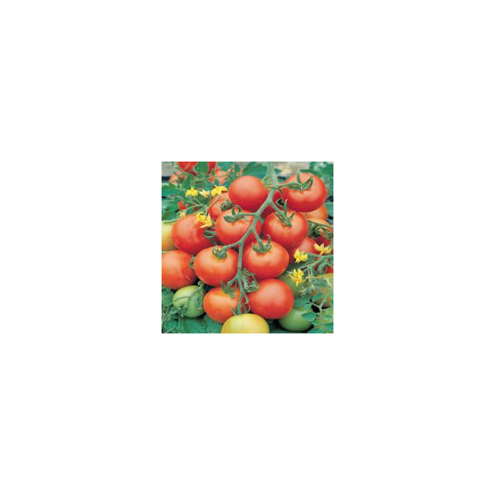 Тести F1 / Testy F1