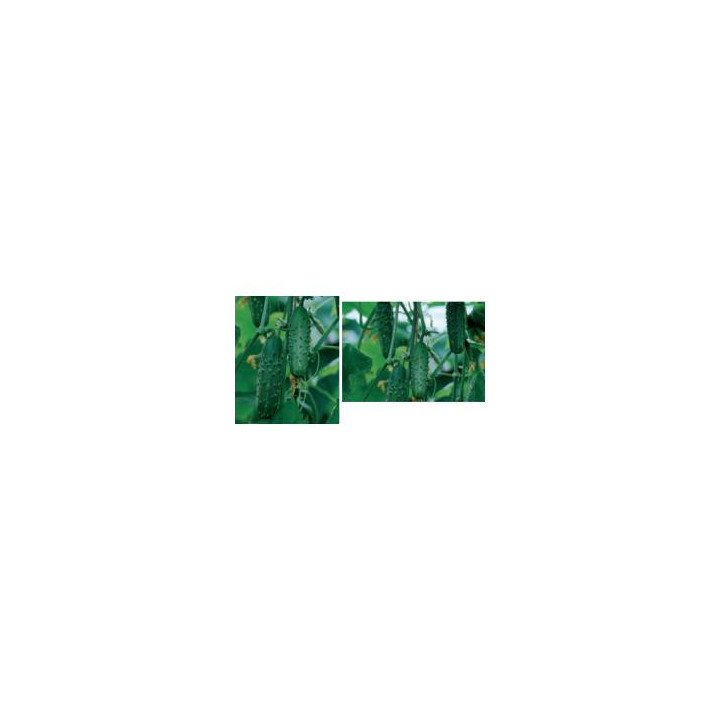 Офикс F1 / Ophics F1