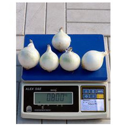Толука F1 / Toluca F1
