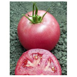 Пинк Уникум F1 / Pink Unicum F1