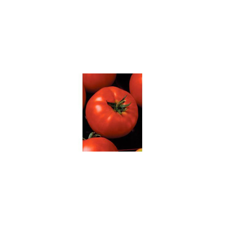 Президент II F1 / President II F1