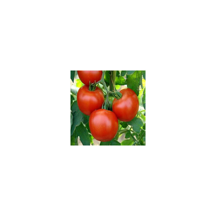 Энигма F1 / Enygma F1