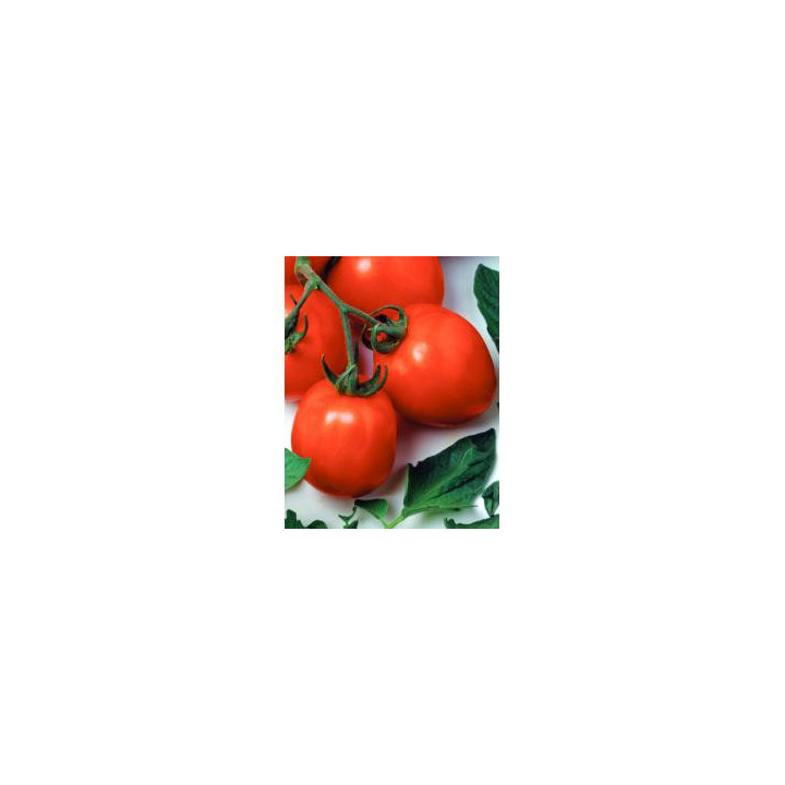 Дуал Эрли F1 / Dual Early F1