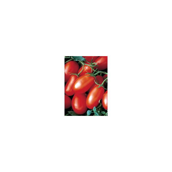 Хайпил 108 F1 / Hypeel 108 F1