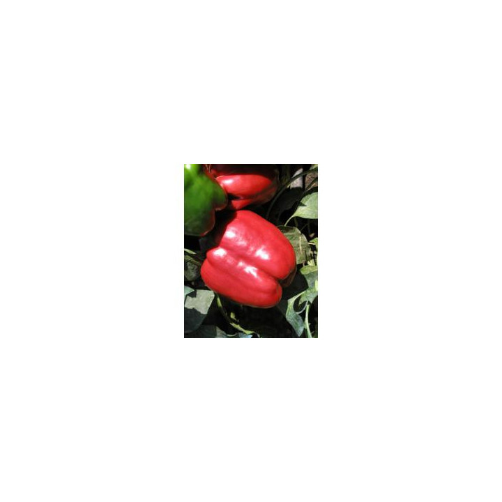 Красный рыцарь X3R F1 / Red Knight X3R F1