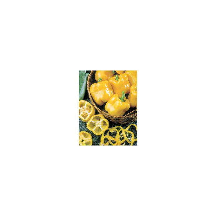Эрли Сансейшн X3R F1 / Early Sunsation X3R F1