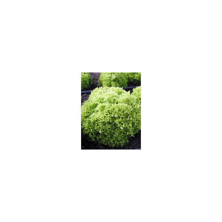 Касабелла / Casabella