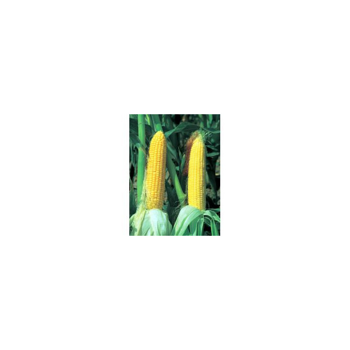Кэндл F1 /  Candle F1