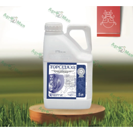 Торсіда