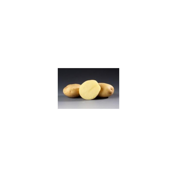Сафир / Safir