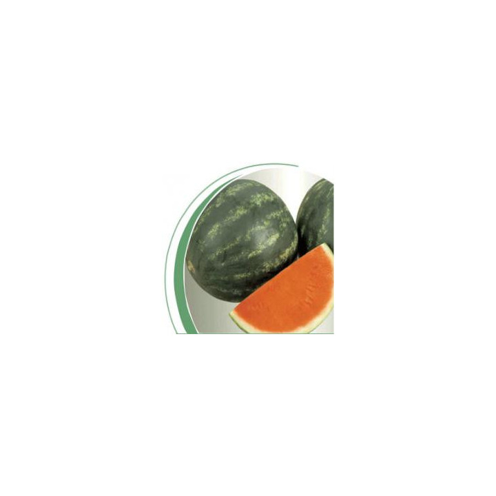 Экстези F1 / Extazy F1
