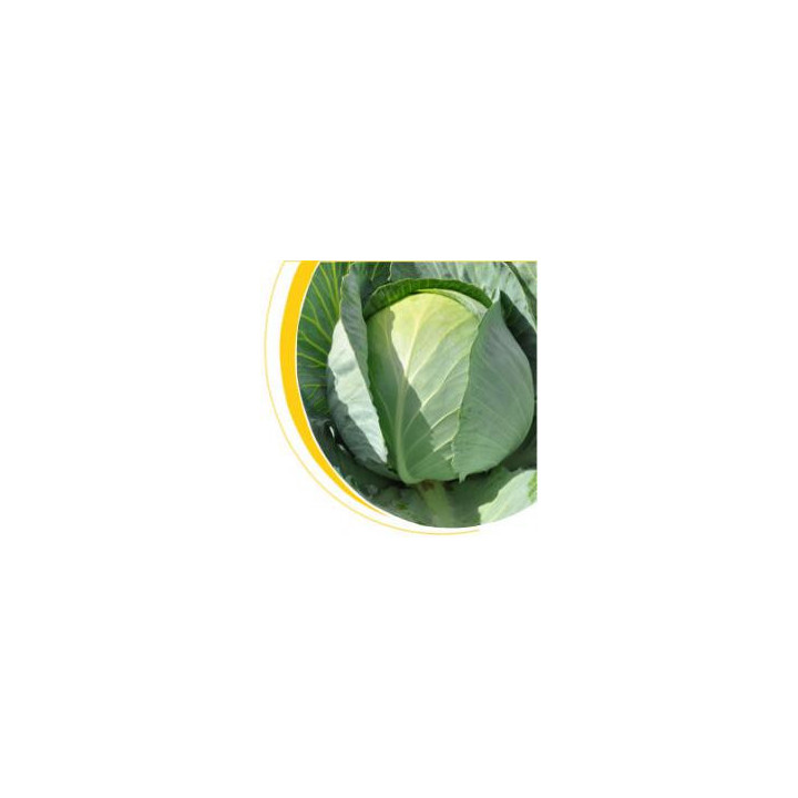 Сати F1 / Satie F1 (NiZ 17-1062 F1)