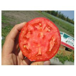 Альянс F1 / Aliance F1