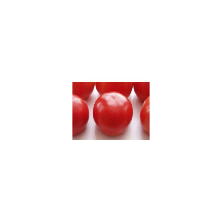 Фантазио F1