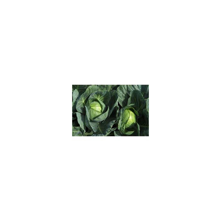 Тафма РЦ F1 / Toughma RZ F1