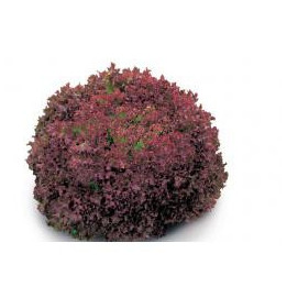 Констанц РЦ / Constance RZ