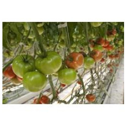 Гродена F1 / Growdena F1