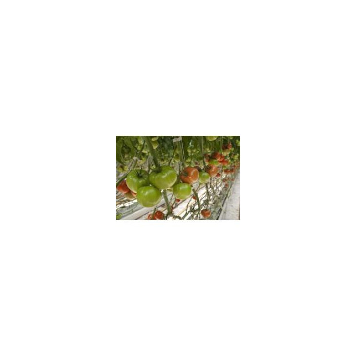 Гродена F1 / Growdena F1