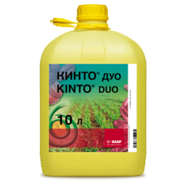Кинто Доу
