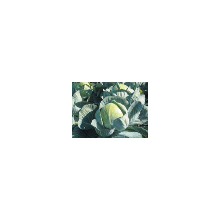 Килагерб F1 / Kilaherb F1