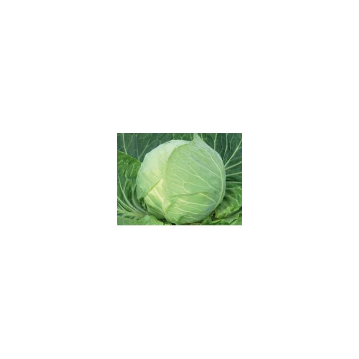 Килагрег F1 / Kilagreg F1