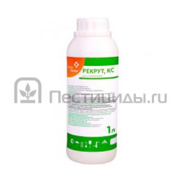 Рекрут