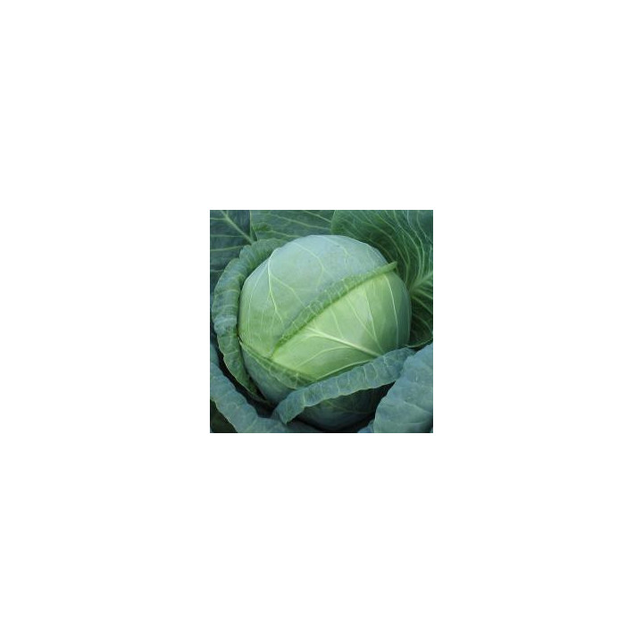 Ментор F1