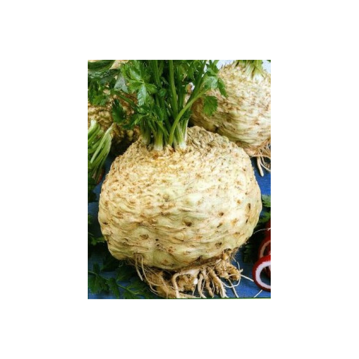 Monarh / Монарх