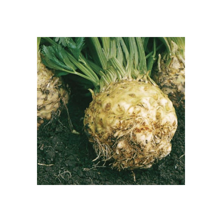 Monarh / Монарх