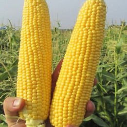 GSS 5022 F1 / ГСС 5022 F1