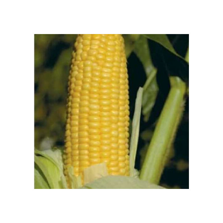 GX 2042 F1 / ГХ 2042 F1