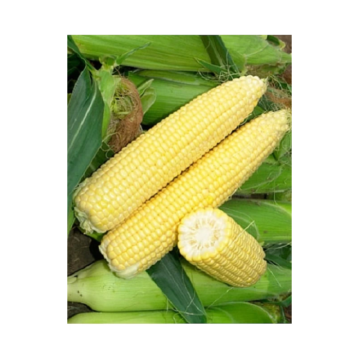 GX 2042 F1 / ГХ 2042 F1