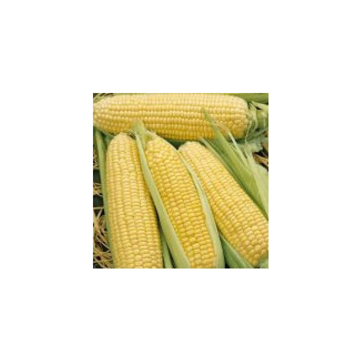 GX 2042 F1 / ГХ 2042 F1