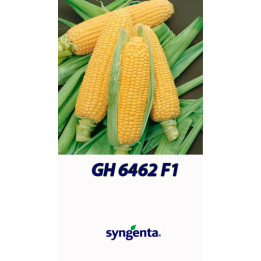 GX 6462 F1 / ГХ 6462 F1
