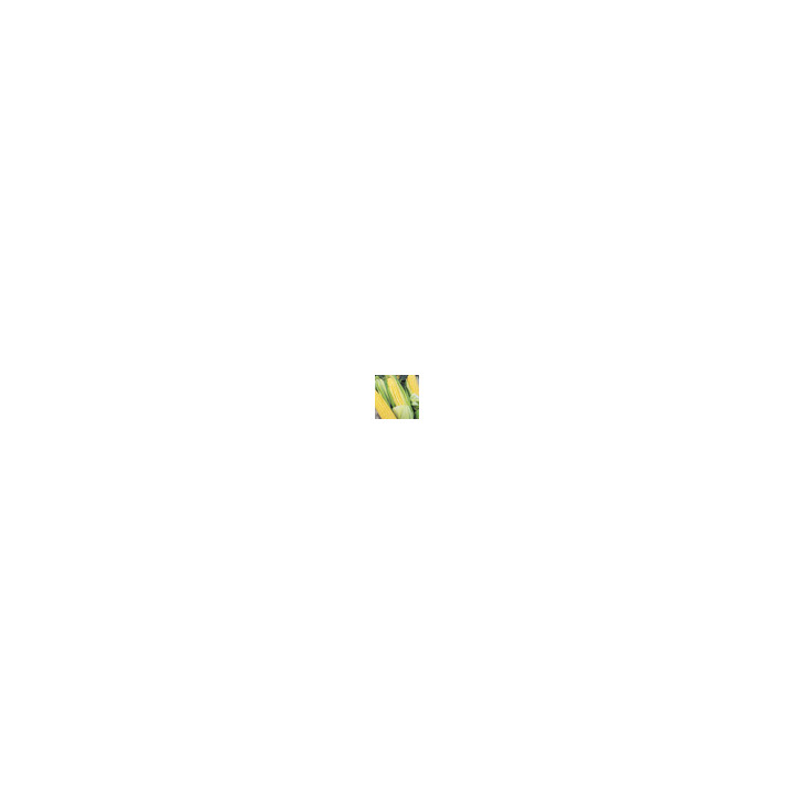Перфекта F1