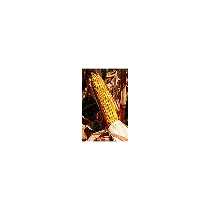 Apollon / Аполлон