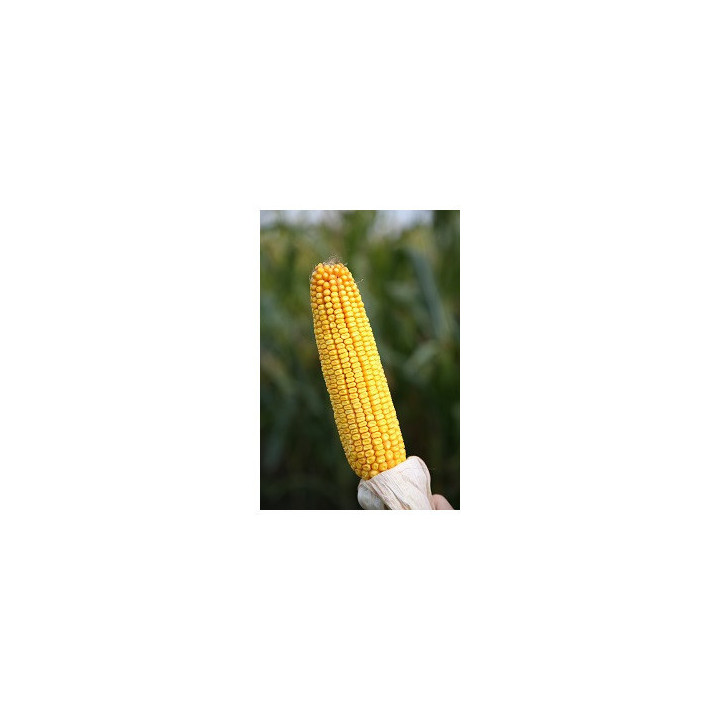 Artenyo / Артеніо