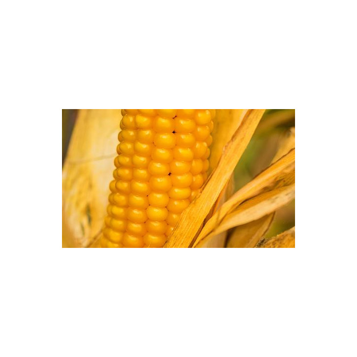 ВН 63