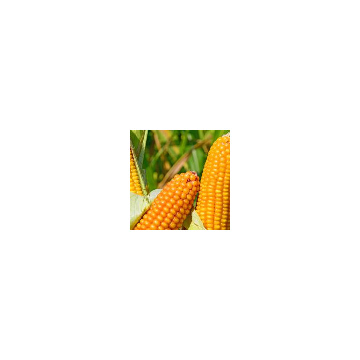 ВН 6969