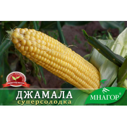 DZ Spalakh / ДЗ Спалах
