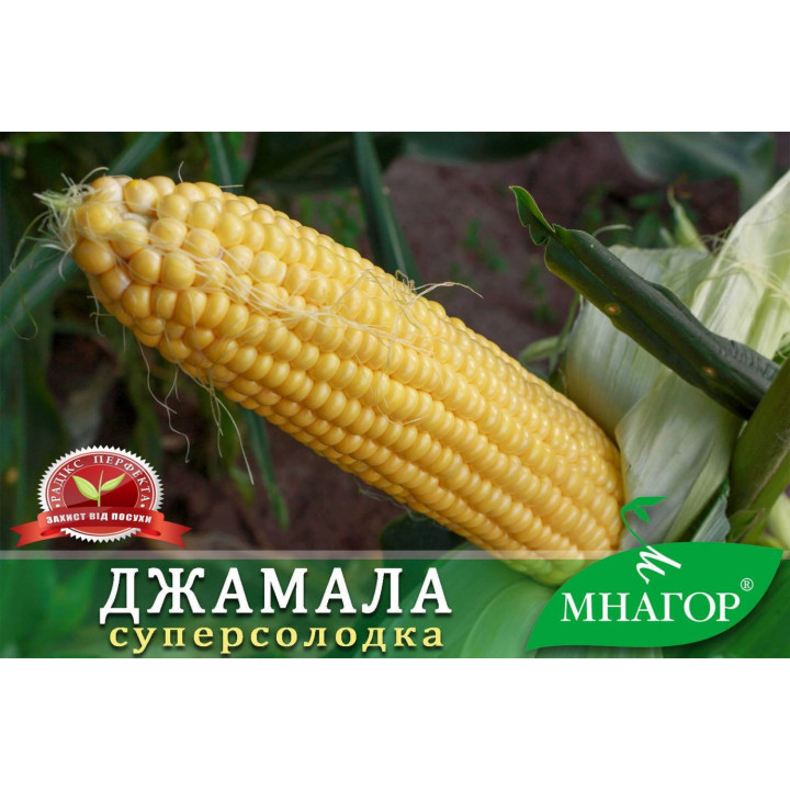 DZ Spalakh / ДЗ Спалах