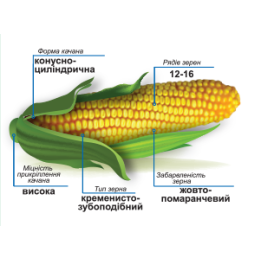 ДМ Унія