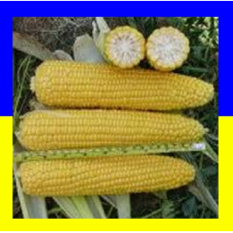 ДН Нікітіч