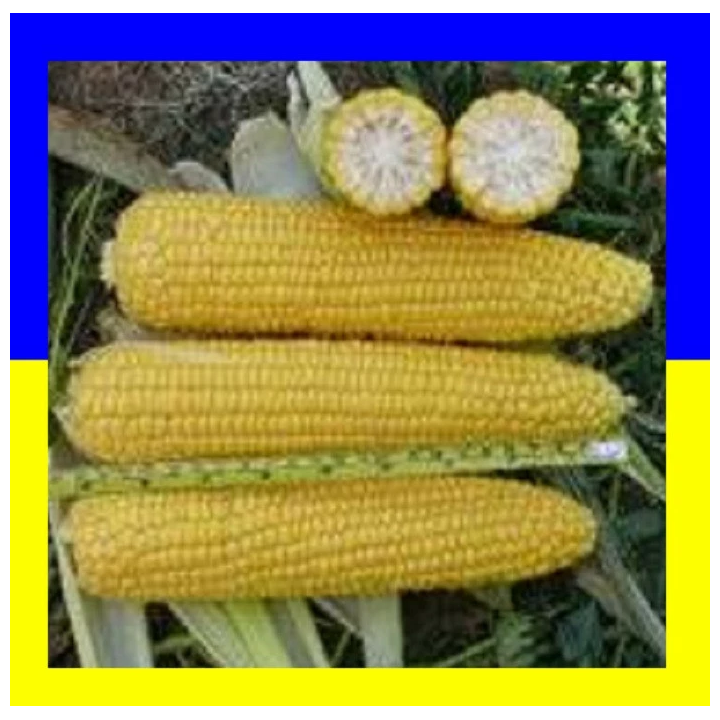 ДН Нікітіч