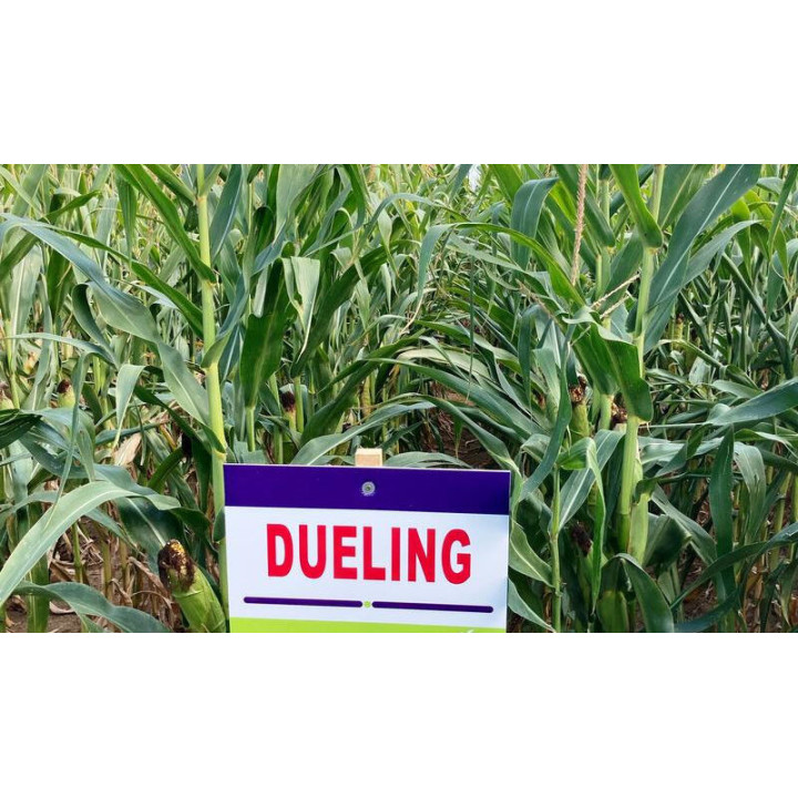 DUELING / ДУЕЛІНГ