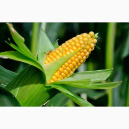 Екодар 240