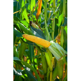 ES Fieldgold / ЕС Філдголд
