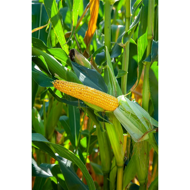 ES Fieldgold / ЕС Філдголд